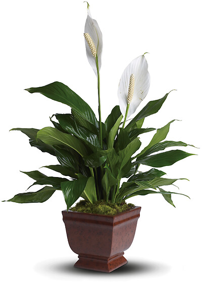 Lovely One Spathiphyllum Plant