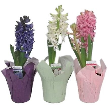 $15.99 Hyacinth - Variety of Colors