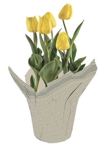 $15.99 Tulips - Variety of Colors