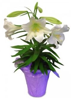 $19.99  Easter Lily