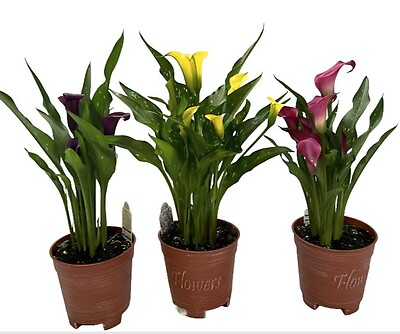 $19.99 Calla Lily - Variety of Colors