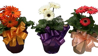 $11.99 Gerbera Daisies - Variety of Colors
