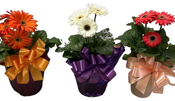 $11.99 Gerbera Daisies - Variety of Colors