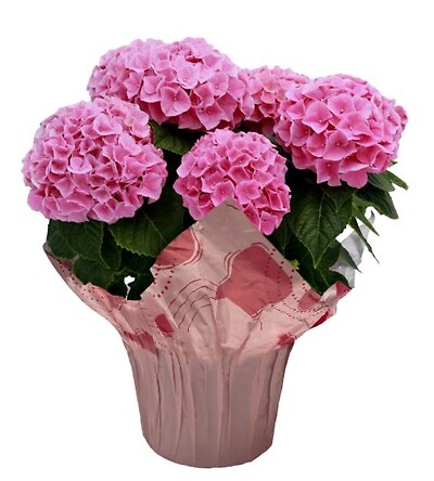 $25.99 Hydrangeas - Variety of colors
