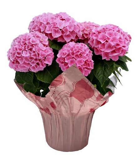 $25.99 Hydrangeas - Variety of colors