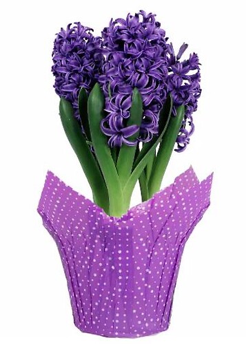 $15.99 Hyacinth - Variety of Colors