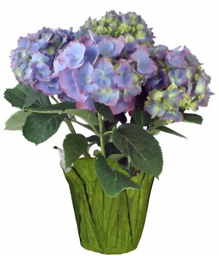 $25.99 Hydrangeas - Variety of colors