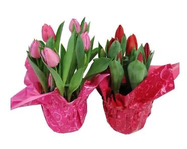 $15.99 Tulips - Variety of Colors