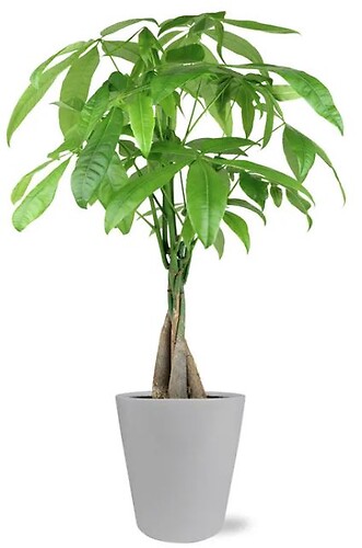Money Tree
