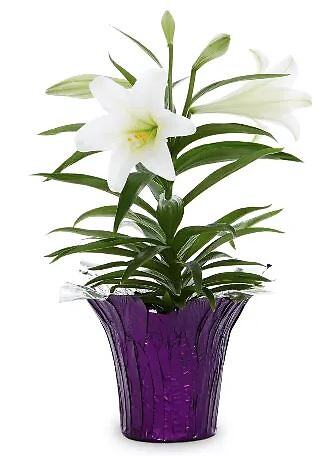 Easter Lily Plant