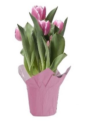 $15.99 Tulips - Variety of Colors