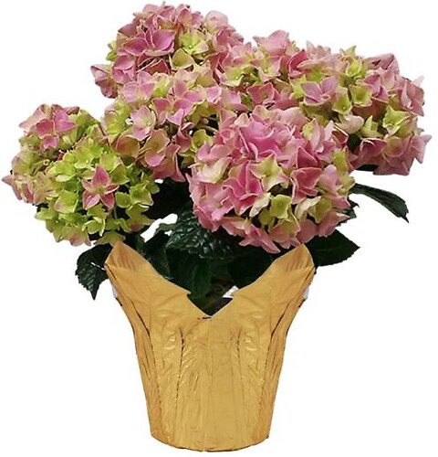 $25.99 Hydrangeas - Variety of colors