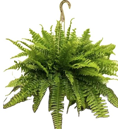 $29.99 Fern - Hanging Basket