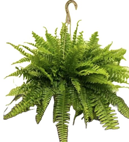 $29.99 Fern - Hanging Basket