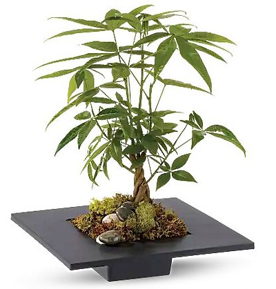 Money Tree