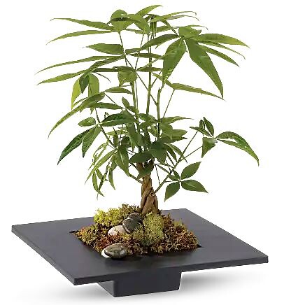 Money Tree