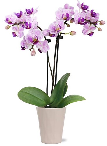 $29.99 Orchid Plants - Variety of Colors